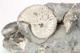 Two Iridescent Fossil Ammonites (Discoscaphites) - South Dakota #209666-1